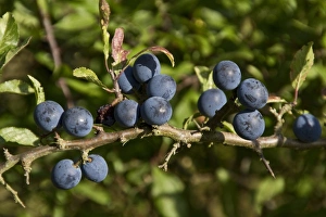 Hedge Row Prints: Sloe or Blackthorn fruits
