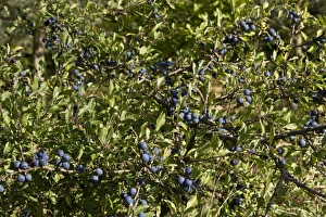 Hedge Row Prints: Sloe or Blackthorn fruits in autumn hedgerow