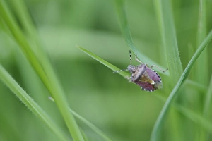 Sloe Bug (Dolycoris baccarum) adult, on grass in churchyard, St. Leonards Church, Admaston, Staffordshire, England, May