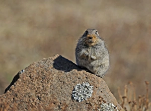 Rodent Prints: Sloggetts Vlei Rat (Otomys sloggetti) adult