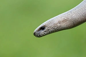 Lizards Prints: Slow-worm (Anguis fragilis) adult, close-up of head, Warwickshire, England, April