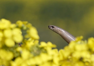 Lizards Prints: Slow-worm (Anguis fragilis) adult, head amongst flowers, Warwickshire, England, April