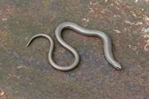 Slow-worm (Anguis fragilis) adult, resting on rusty tin, Warwickshire, England, April