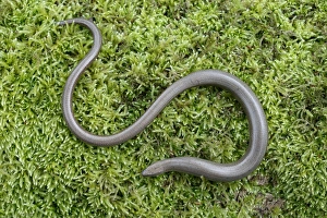 Lizards Prints: Slow-worm (Anguis fragilis) adult, resting on moss, Warwickshire, England, April