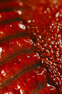 Details Prints: Slug (Gastropoda sp. ) adult, close-up of red skin, Italy, august
