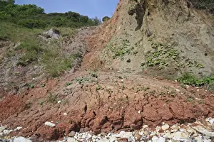 Landslip Prints: Slumped sea cliff with Reading Formation reddish coloured marls