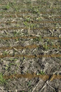 Muck Prints: Slurry spread onto stubble field, from slurry tanker and slurry injector, Sweden, may