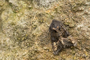 Small Angle Shades (Euplexia lucipara) adult, resting, Sheffield, South Yorkshire, England, June