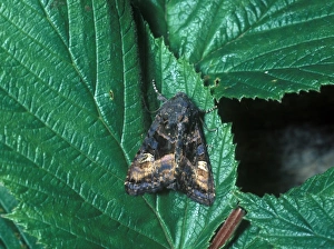 Noctuids Prints: Small Angle Shades (Euplexia lucipara) adult