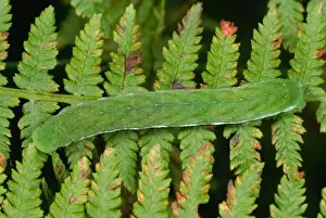 Fern Prints: Small Angle Shades (Euplexia lucipara) caterpillar