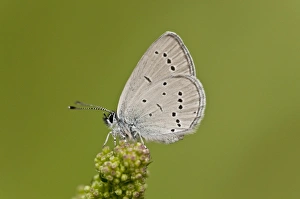 Blue Prints: Small Blue (Cupido minimus) adult