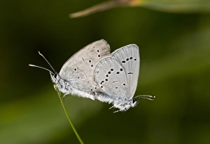 Blue Prints: Small Blue (Cupido minimus) adult pair, mating on grass, French Pyrenees, France, June