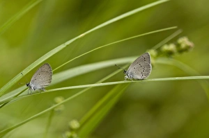 Blue Prints: Small Blue (Cupido minimus) two adults, resting on grass, French Pyrenees, France, June