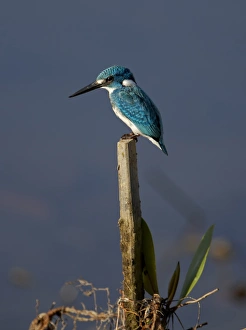Kingfishers Prints: Small Blue Kingfisher (Alcedo coerulescens) adult