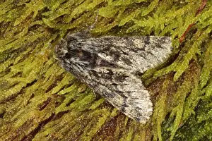 Small Brindled Beauty Moth (Apocheima hispidaria) adult male, resting on moss, Powys, Wales, february