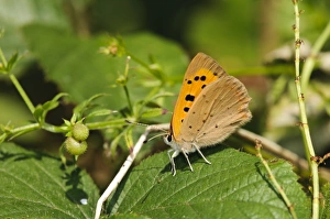Coppers Prints: Small Copper (Lycaena phlaeas) adult