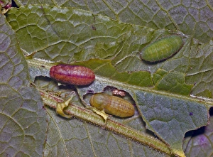 Coppers Prints: Small Copper (Lycaena phlaeas) - larva and pupa