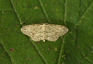 Geometridae Prints: Small Dusty Wave (Idaea seriata) adult, resting on leaf, Norfolk, England, august
