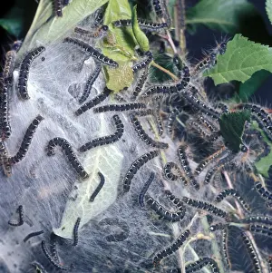 Lasiocampidae Prints: Small Eggar (Eriogaster lanestris) Larvae - on Larval Tent
