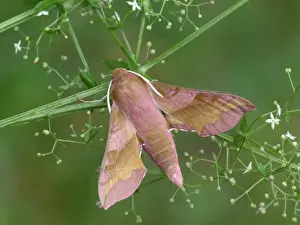 Foodplants Prints: Small Elephant Hawkmoth (Deilephila porcellus) adult