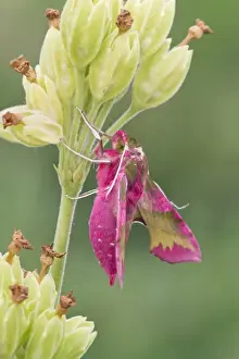 Hawkmoths Prints: Small Elephant Hawkmoth (Deilephila porcellus) adult