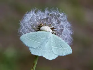 Emerald Prints: Small Emerald Moth (Hemistola chrysoprasaria) adult