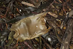 Strandlines Prints: Small-eyed Ray (Raja microocellata) Mermaids Purse eggcase