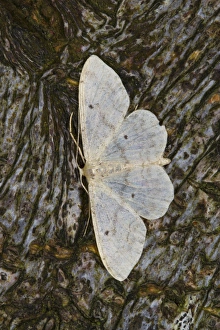 Geometrid Prints: Small Fan-footed Wave (Idaea biselata) adult, resting on bark, Powys, Wales, July