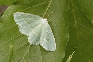 Emerald Prints: Small Grass Emerald (Chlorissa viridata) adult