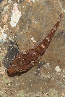 Dorset Prints: Small-headed Clingfish (Apletodon dentatus) adult