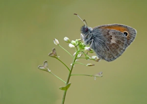 Small Heath (Coenonympha pamphilus) adult, resting on Shepherds Purse (Capsella bursa-pastoris) flowers, Corsica