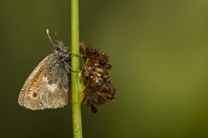 Drops Prints: Small Heath (Coenonympha pamphilus) adult