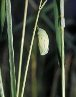 Pupa Prints: Small Heath (Coenonympha pamphilus) pupa