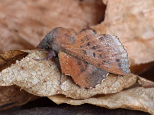 Lepidoptera Prints: Small Lappet (Phyllodesma ilicifolia) adult