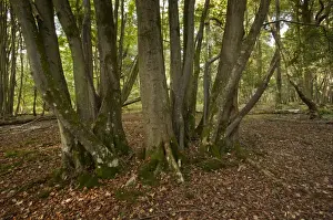 Small-leaved Lime (Tilia cordata) ancient coppiced trunk, growing in woodland habitat