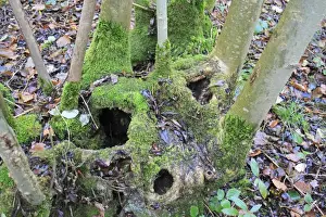 Mosses Prints: Small-leaved Lime (Tilia cordata) close-up of coppiced stool with moss