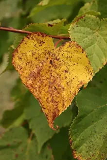 Small-leaved Lime (Tilia cordata) close-up of leaf in autumn colour, growing in woodland, Vicarage Plantation