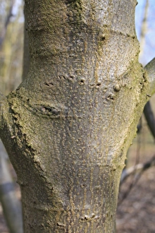 Trunks Prints: Small-leaved Lime (Tilia cordata) close-up of trunk