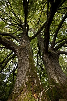 Baltic Prints: Small-leaved Lime (Tilia cordata) trunks