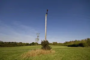 Pole Prints: Small little wild habitats grow up round the base of pylon poles