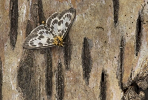Lepidoptera Prints: Small Magpie (Eurrhypara hortulata) adult