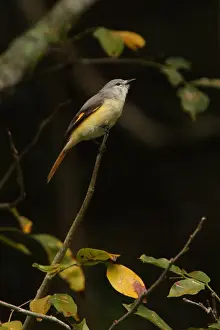 Small Minivet (Pericrocotus cinnamomeus) adult female, perched on twig, Sri Lanka, december