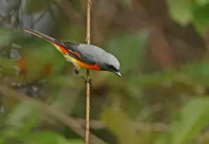 Small Minivet (Pericrocotus cinnamomeus) adult male, perched on twig, Sri Lanka, december