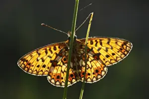 Small Pearl-bordered Fritillary (Boloria selene) adult, underside, basking in morning sunshine, Powys, Wales, june