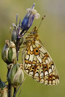 Small Pearl-bordered Fritillary (Boloria selene) adult, roosting on Bluebell (Hyacinthoides non-scripta)