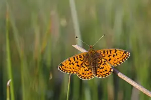 Sunning Prints: Small Pearl-bordered Fritillary (Boloria selene) adult male