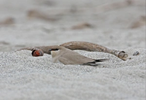 Hollow Prints: Small Pratincole (Glareola lactea) adult