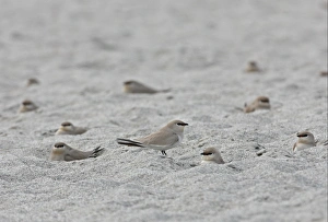 Hollow Prints: Small Pratincole (Glareola lactea) adults