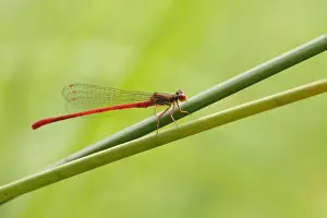 Damselfly Prints: Small Red Damselfly (Ceriagrion tenellum) adult male