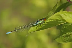 Park Prints: Small Red-eyed Damselfly (Erythromma viridulum) adult male